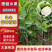 【番石榴苗】白心番石榴苗易种植好管理质量保证欢迎采购