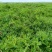 甘肃民勤生黄芪基地直销量大质优价格优惠欢迎咨询采购