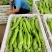 优质货源常年供应各类鲜辣椒品种齐全价格随行协助找货装车