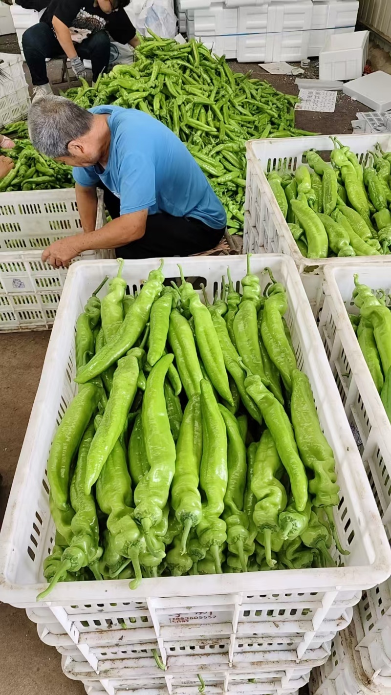 优质货源常年供应各类鲜辣椒品种齐全价格随行协助找货装车