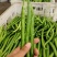优质货源常年供应各类鲜辣椒品种齐全价格随行协助找货装车