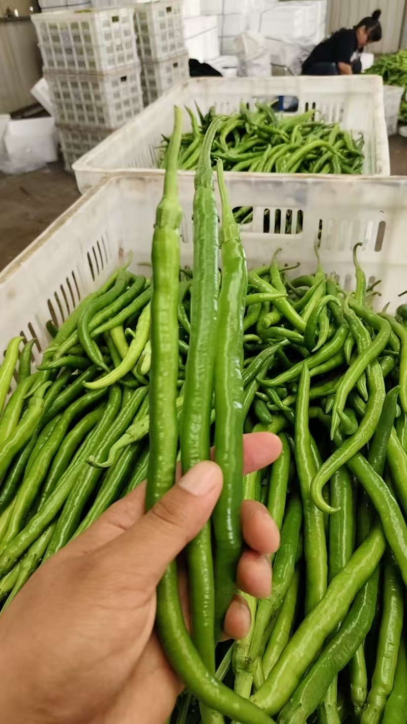 优质货源常年供应各类鲜辣椒品种齐全价格随行协助找货装车