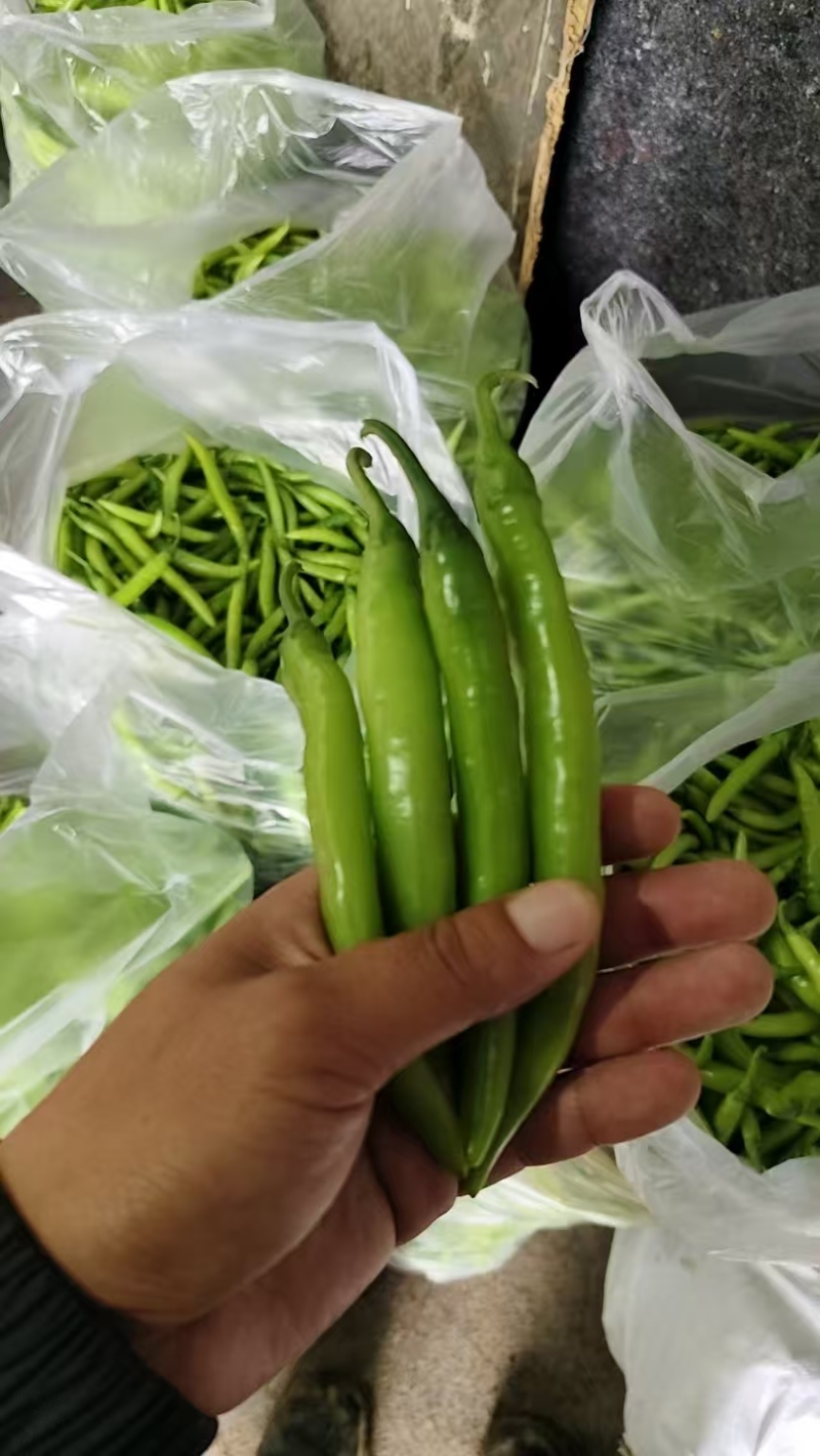 优质货源常年供应各类鲜辣椒品种齐全价格随行协助找货装车