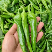 优质货源常年供应各类鲜辣椒品种齐全价格随行协助找货装车