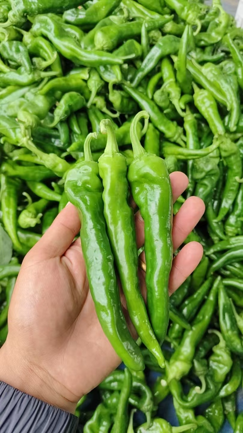 优质货源常年供应各类鲜辣椒品种齐全价格随行协助找货装车