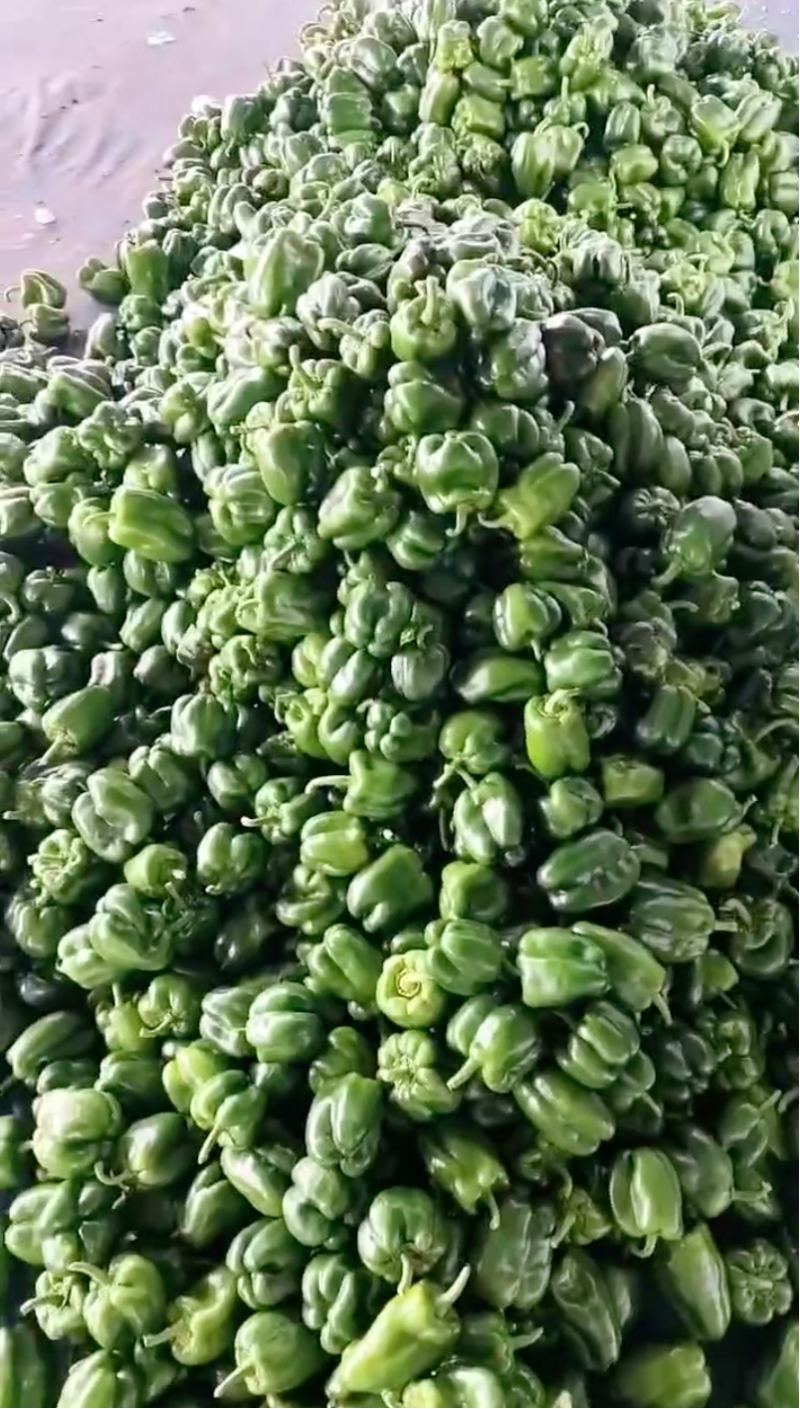 老板力荐圆椒产地发货品质保证精品发货协助装车来电