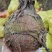 云南人头芋上市产地直供对接加工厂/商超/市场/加工厂