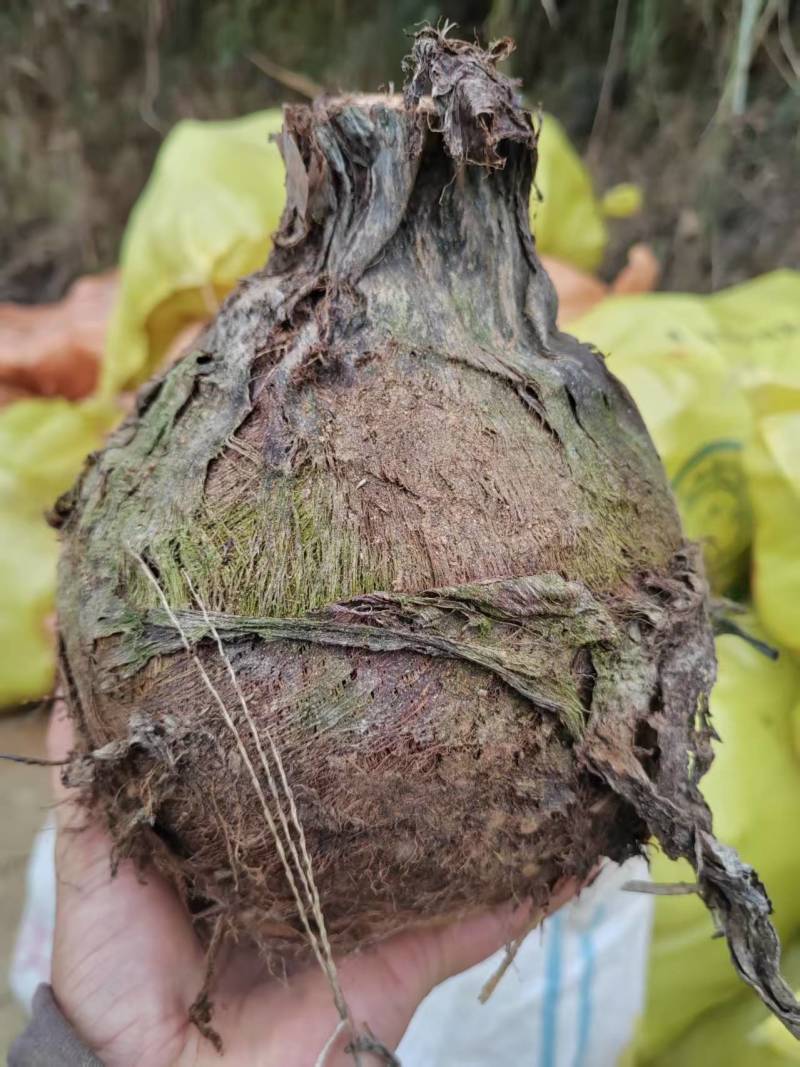 云南人头芋上市产地直供对接加工厂/商超/市场/加工厂
