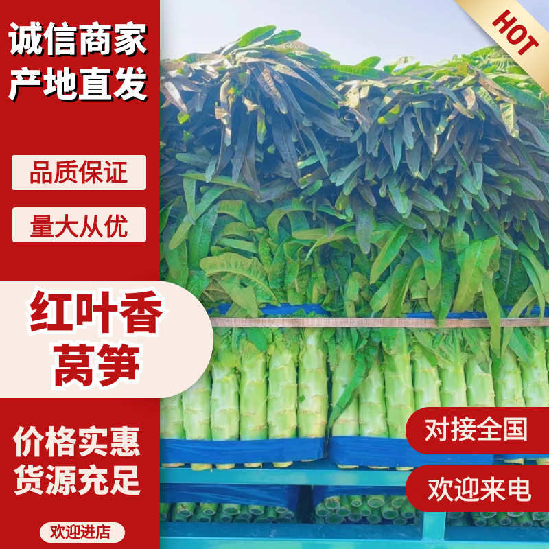 【热卖推荐】莴苣红叶香莴笋红尖叶莴笋品类齐全代发全国