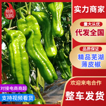 薄皮辣椒芜湖椒，产地直发，量大从优，可视频看货，诚信经