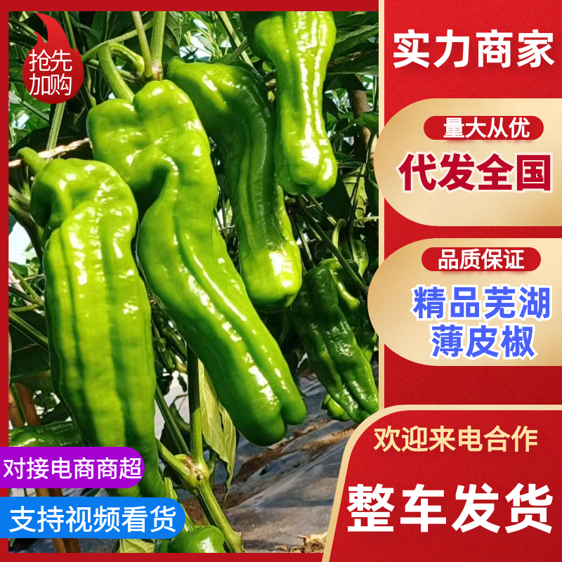 薄皮辣椒芜湖椒，产地直发，量大从优，可视频看货，诚信经