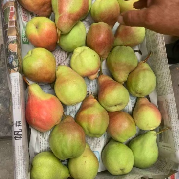西洋梨订购进行中汁多，无渣，水份足，香甜整车发货对接全国
