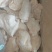 鸡小头