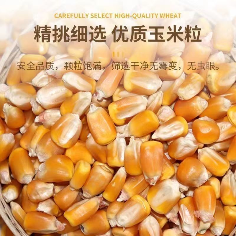 干玉米粒国标一等非转基因玉米粒厂家直供一手货源
