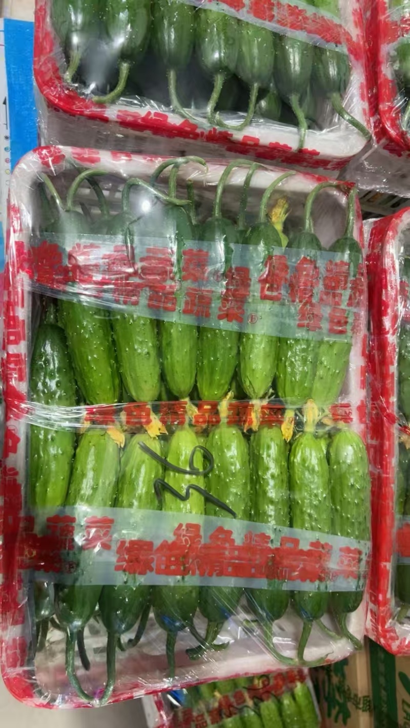 【精品】旱黄瓜货源充足辽宁产区品质保证价格实惠欢迎采购