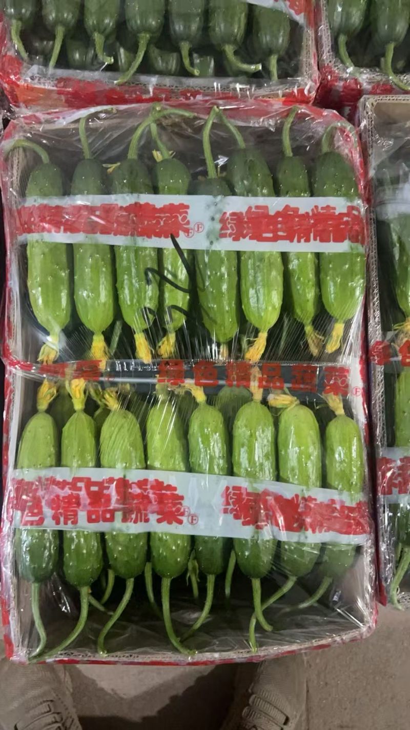 【精品】旱黄瓜货源充足辽宁产区品质保证价格实惠欢迎采购