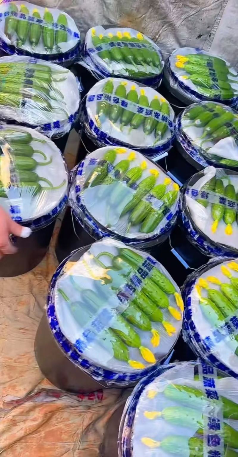 【精品】旱黄瓜货源充足辽宁产区品质保证价格实惠欢迎采购