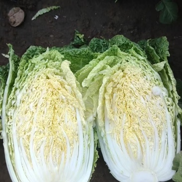 白菜