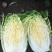 白菜