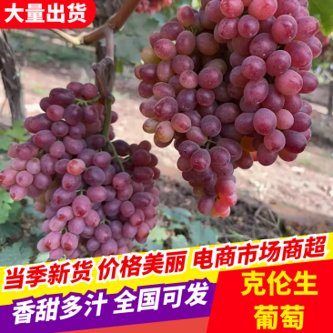 精品陕西克伦生葡萄规格齐全保质保量量大优惠