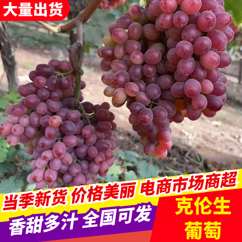 精品陕西克伦生葡萄规格齐全保质保量量大优惠