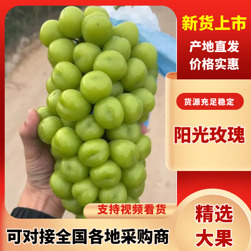 精品阳光玫瑰。陕西温棚阳光玫瑰大量上市对接全国