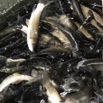 长江一号草鱼苗中山长身鲩42鳞片脆肉鲩种苗