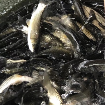 长江一号草鱼苗中山长身鲩42鳞片脆肉鲩种苗