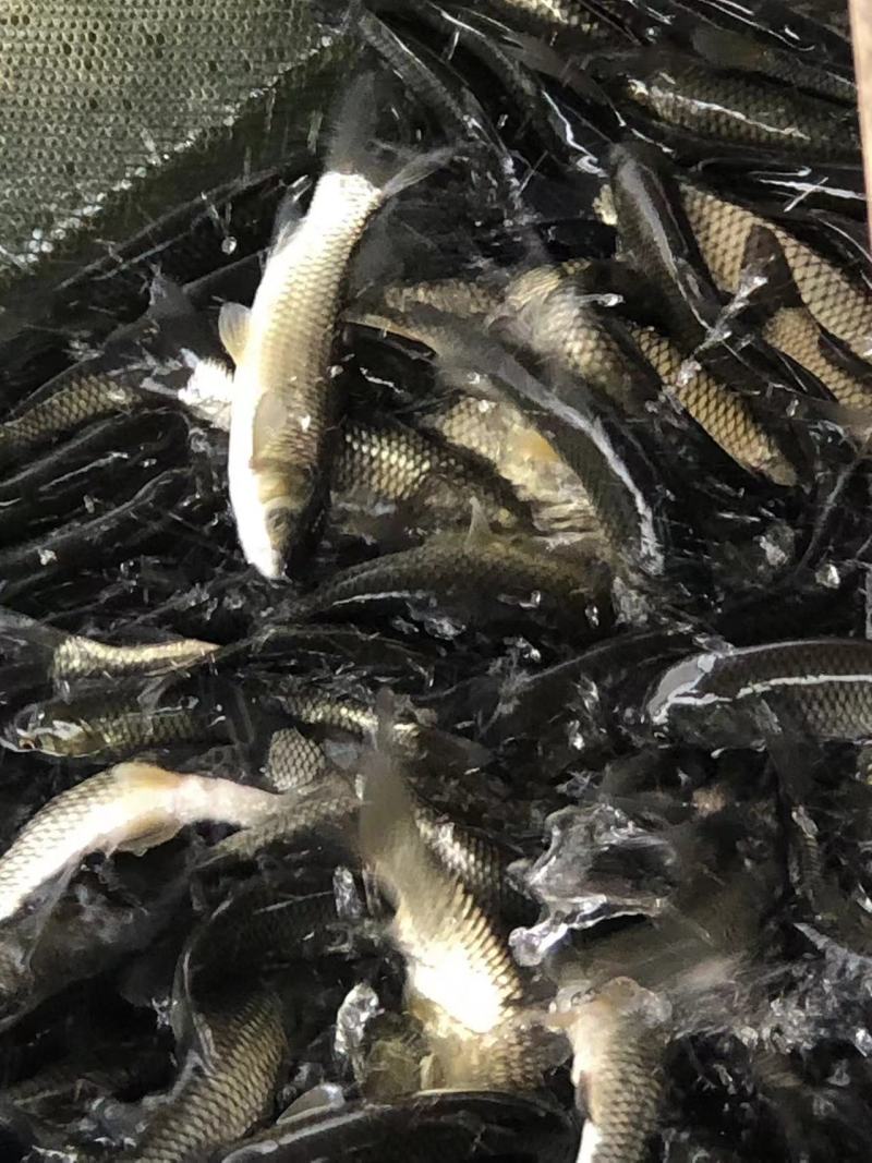 长江一号草鱼苗中山长身鲩42鳞片脆肉鲩种苗
