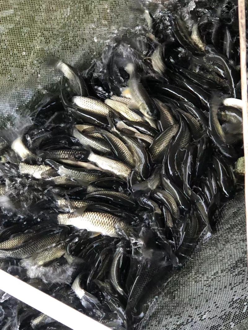 长江一号草鱼苗中山长身鲩42鳞片脆肉鲩种苗