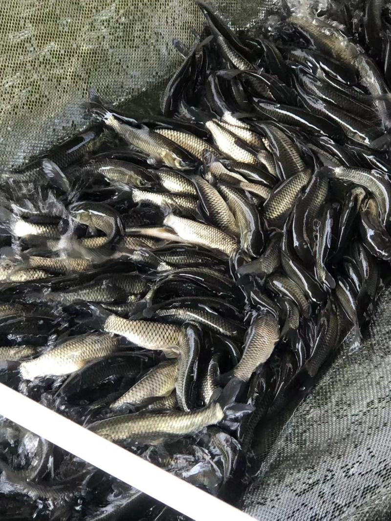 长江一号草鱼苗中山长身鲩42鳞片脆肉鲩种苗