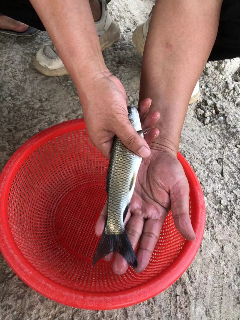 长江一号草鱼苗中山长身鲩42鳞片脆肉鲩种苗