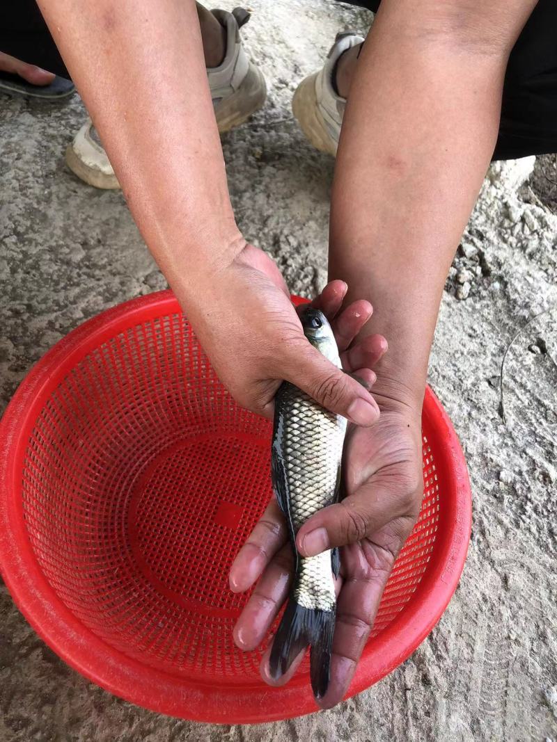 长江一号草鱼苗中山长身鲩42鳞片脆肉鲩种苗