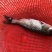 长江一号草鱼苗中山长身鲩42鳞片脆肉鲩种苗