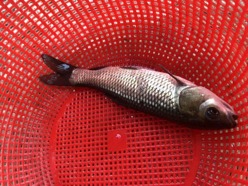 长江一号草鱼苗中山长身鲩42鳞片脆肉鲩种苗