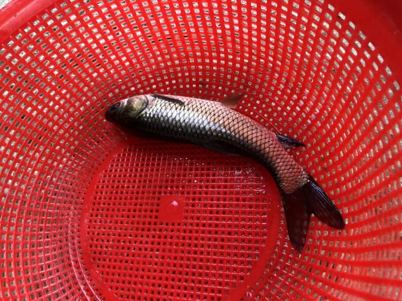 长江一号草鱼苗中山长身鲩42鳞片脆肉鲩种苗