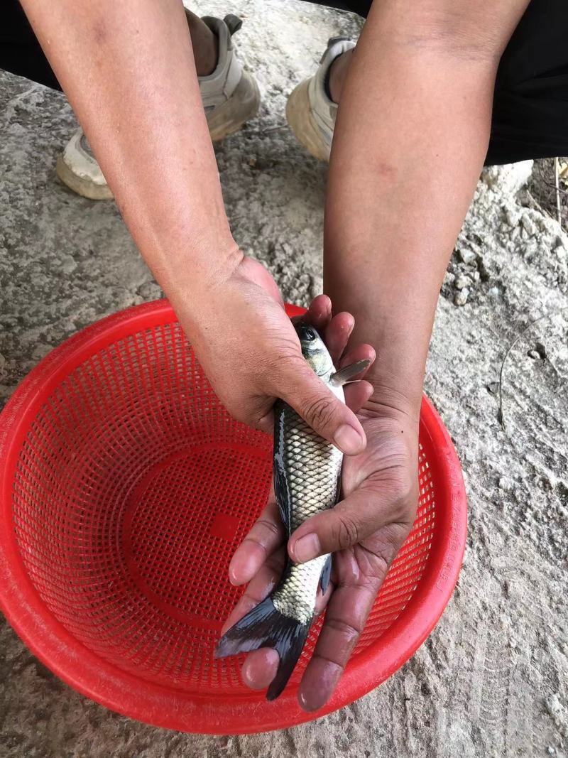 长江一号草鱼苗中山长身鲩42鳞片脆肉鲩种苗