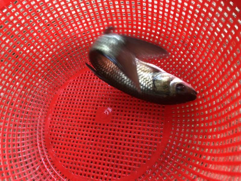 长江一号草鱼苗中山长身鲩42鳞片脆肉鲩种苗