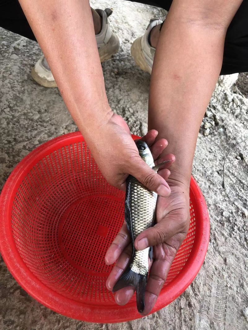 长江一号草鱼苗中山长身鲩42鳞片脆肉鲩种苗