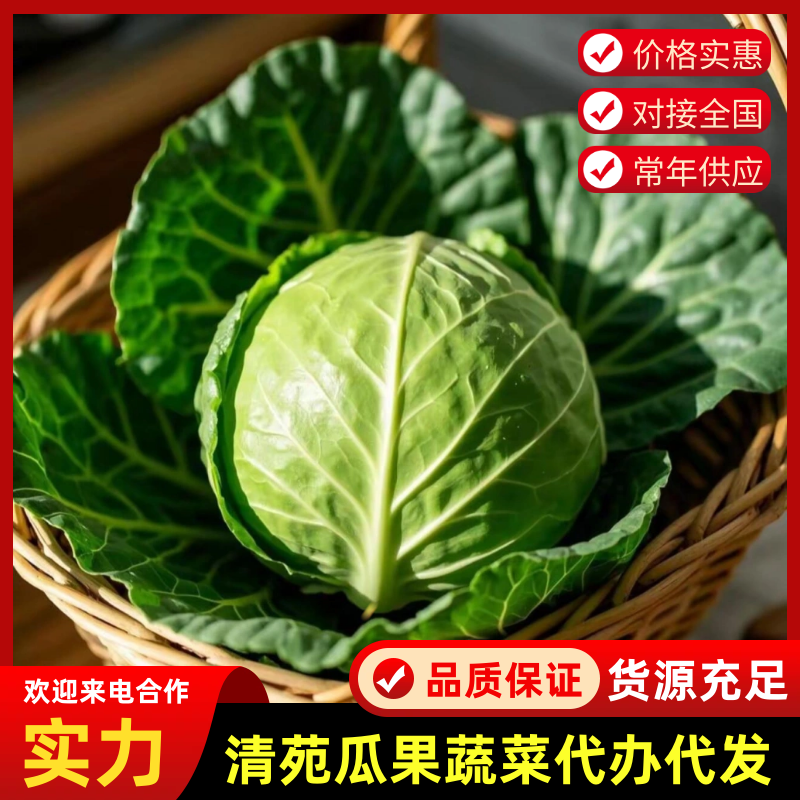 【中甘甘蓝】甘蓝河北保定基地直发量大从优来电优惠