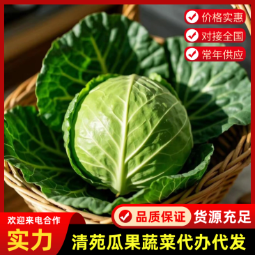 【精选甘蓝】甘蓝河北基地直发一手货源可视频看货电联