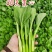 广东菜心菜苔甜菜心基地直供品质保证量大从优联