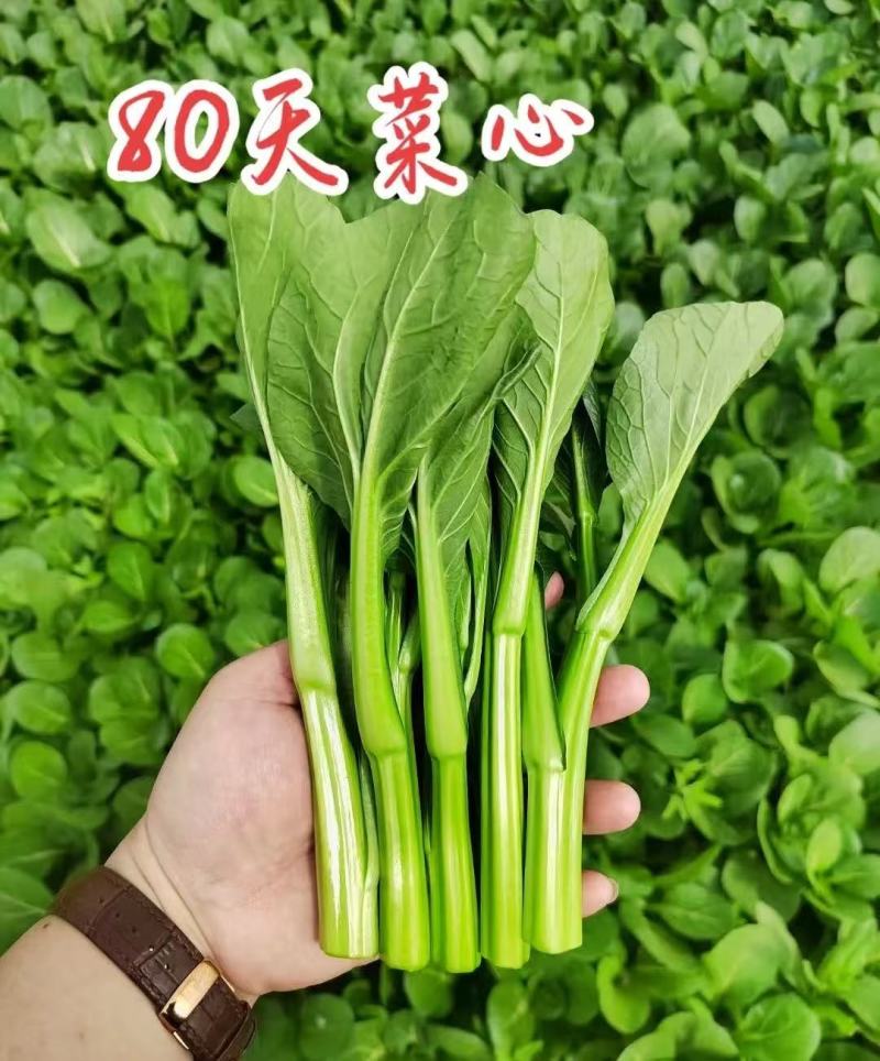 广东菜心菜苔甜菜心基地直供品质保证量大从优联
