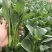广东菜心菜苔甜菜心基地直供品质保证量大从优联