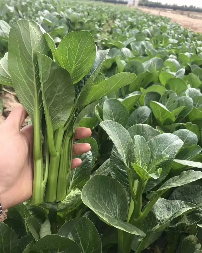 广东菜心菜苔甜菜心基地直供品质保证量大从优联