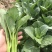 广东菜心菜苔甜菜心基地直供品质保证量大从优联