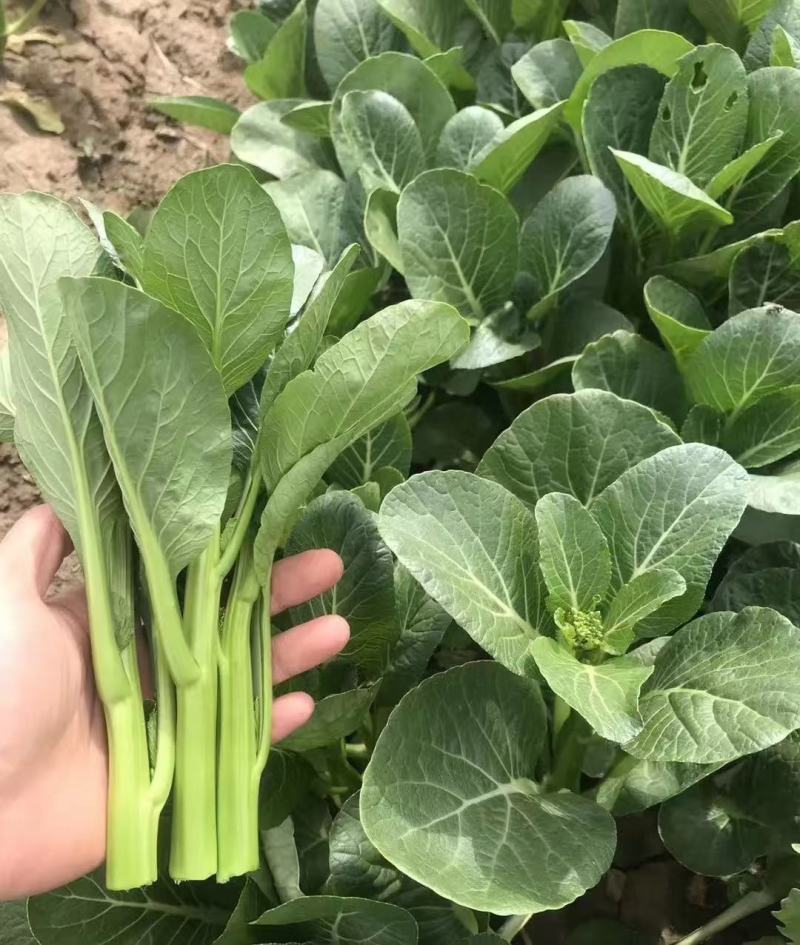 广东菜心菜苔甜菜心基地直供品质保证量大从优联