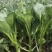 广东菜心菜苔甜菜心基地直供品质保证量大从优联