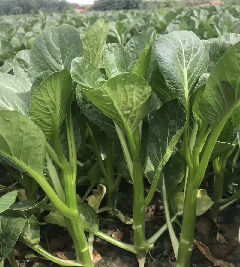 广东菜心菜苔甜菜心基地直供品质保证量大从优联