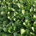 广东菜心菜苔甜菜心基地直供品质保证量大从优联